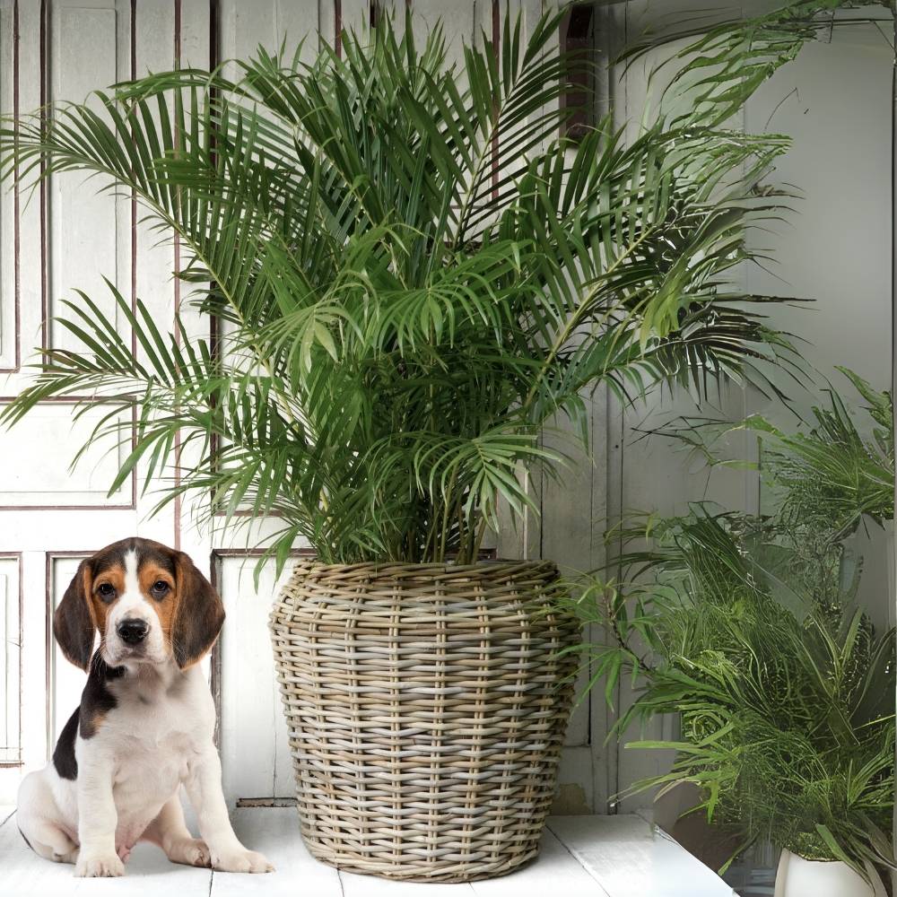 Pflanzkorb BÜSUM Natural Grey ca. 50cm Natur-Rattan Korb Übertopf – LebensWohnArt