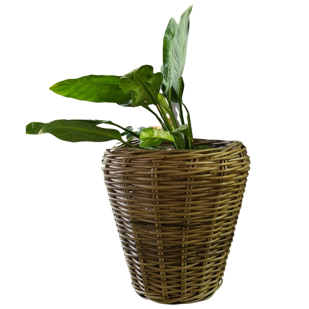 Natur Rattan Pflanzkorb AMRUM Kubu Grey ca.H30cm Pflanztopf